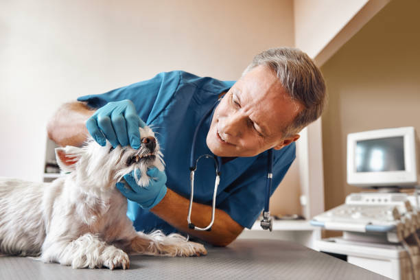 Best Emergency Broken Tooth Repair in St Anthony, MN